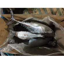 New Coming Whole Round Bonito Fish (750g+)